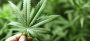 Cannabis-Legalisierung: High Life an der Börse - Diese Marihuana-Aktien sind einen Deal wert 09.11.2014 | Nachricht | finanzen.net
